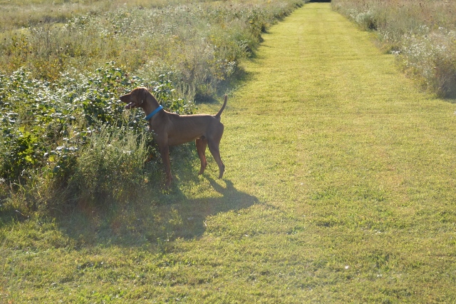 Miami fashion valley vizsla club